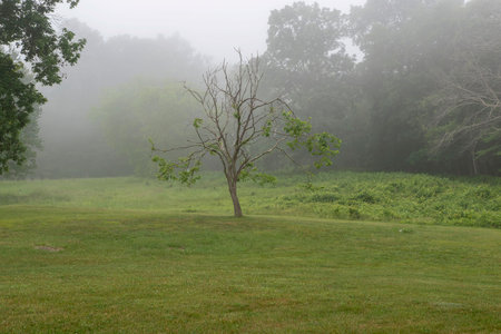 a tree  against  a foggy back ground at hanks meadow  in thre quabbin reservoirの写真素材