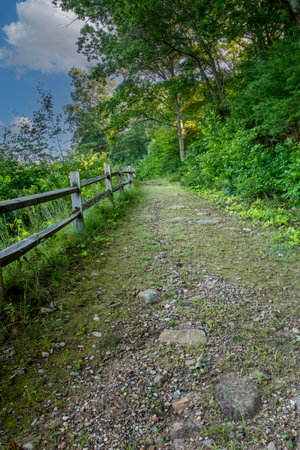 a trail  at the quabbin reservoir    on a early summer morning,の写真素材