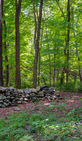 the forest beyond  the stone wall at  the quabbin reservoir,の写真素材