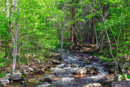 trap falls brook  located in willard brook state forest in ashby massachusettsの写真素材
