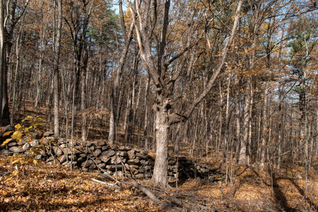 november day  in the woods of barrett park located in leominster massachusettsの写真素材