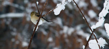Goldfinch in snowy bushの写真素材