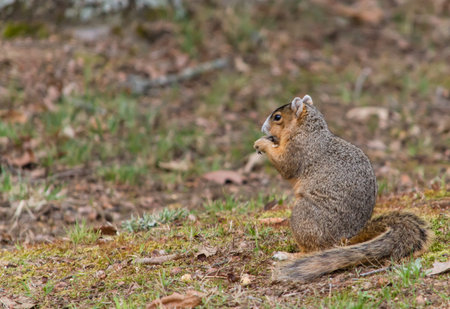 Female fox squirrel setting up eating fallen nuts.の写真素材