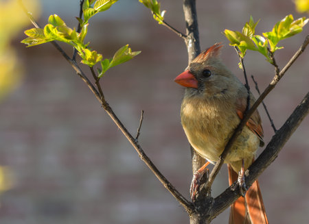 Female Cardinal in Spring