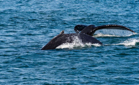 Humpbacks near Juneau Alaska.  With breach and fluke display.の写真素材