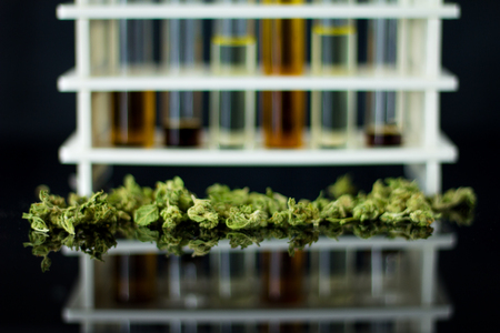 Medical Oil of Cannabis - oil test tubes with old antique apothecary jar with marijuana on the black mirror background.の写真素材
