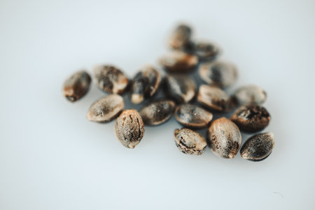 macro Seeds and macro flowers of Weedの写真素材