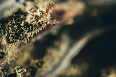 macro Seeds and macro flowers of Weedの写真素材