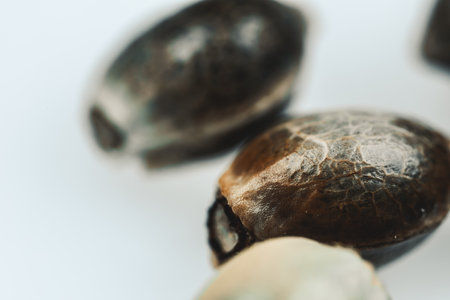 macro Seeds and macro flowers of Weedの写真素材