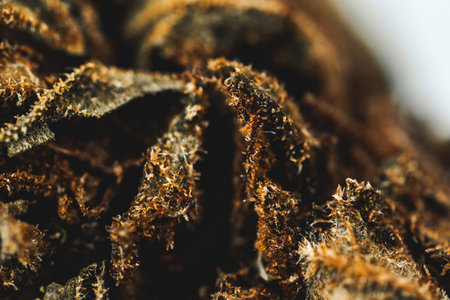 macro Seeds and macro flowers of Weedの写真素材