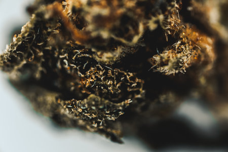 macro Seeds and macro flowers of Weedの写真素材