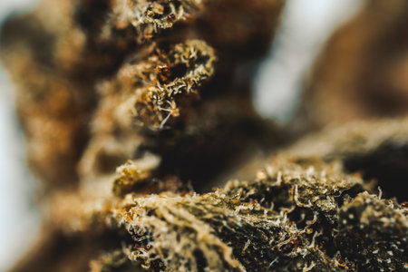 macro Seeds and macro flowers of Weedの写真素材