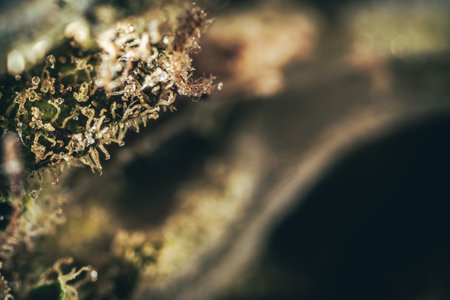 Macro Seeds and macro flowers of Weed, Cannabis.の写真素材