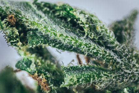 Macro Seeds and macro flowers of Weed, Cannabis.の写真素材