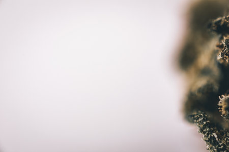 Macro Seeds and macro flowers of Weed, Cannabis.の写真素材