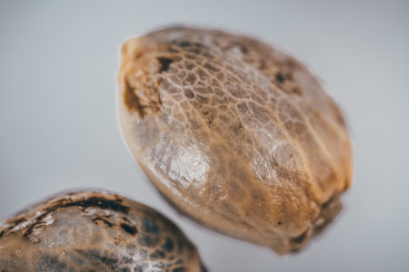 Macro Seeds and macro flowers of Weed, Cannabis.の写真素材