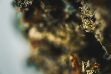 Macro Seeds and macro flowers of Weed, Cannabis.の写真素材