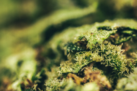 Macro Seeds and macro flowers of Weed, Cannabis.の写真素材