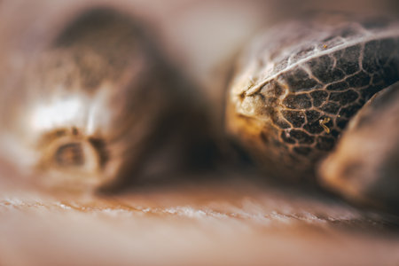 Macro Seeds and macro flowers of Weed, Cannabis.の写真素材