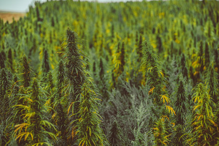 Macro Seeds and macro flowers of Weedの写真素材