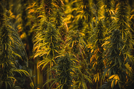 Macro Seeds and macro flowers of Weed