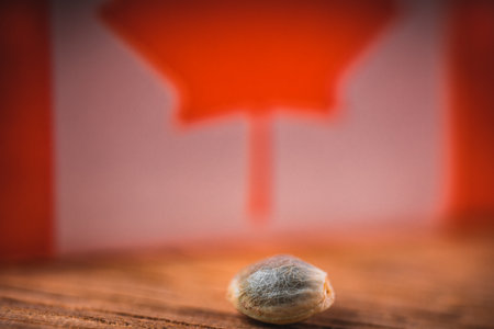 Macro Seeds and macro flowers of Weedの写真素材