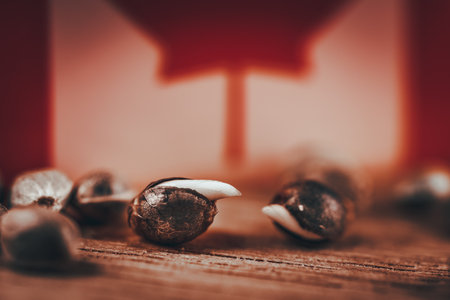 Macro Seeds and macro flowers of Weedの写真素材