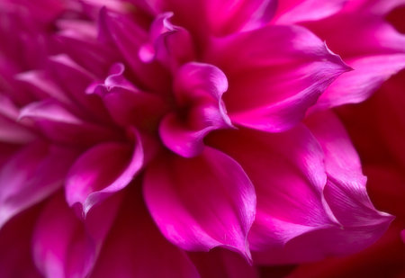 Purple and pink petal study (shallow focus)の写真素材