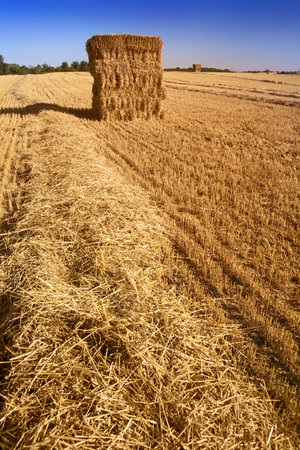 Bales of fresh hay in late summer