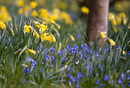 Spring woodland flowers - bluebells and daffodils.  Shallow dof.の写真素材