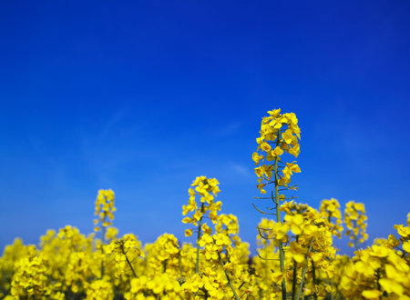 Spring field background