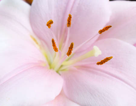 Lily flower macro abstract.  Very shallow DOFの写真素材