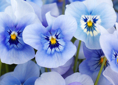 Pansy macroの写真素材