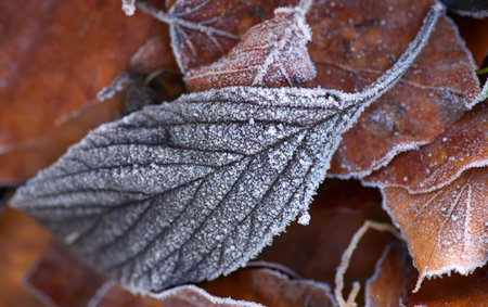 Frozen fall leaf