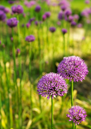 Allium floral abstractの写真素材