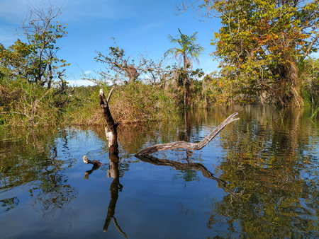 Brazilian landscape in the middle of the Amazon forest Trees and branches on the edge and within the...