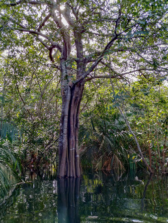 Brazilian landscape in the middle of the Amazon forest Trees and branches on the edge and within the...