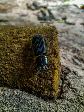 Photo of a beetle over a puddle of rain water. Beetle walking on terrain with sand and stones on a day after the rain. The ground is damp and the beetle walks with difficultyの写真素材