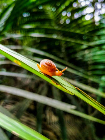 Photo of an slug in the middle of the Amazon rainforest Slug walking on a tree trunk in the middle of the Amazon rainforest.の写真素材