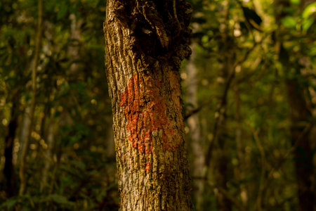 vines and trunks in the middle of the forest.の写真素材
