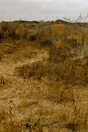 path in the middle of the vegetation