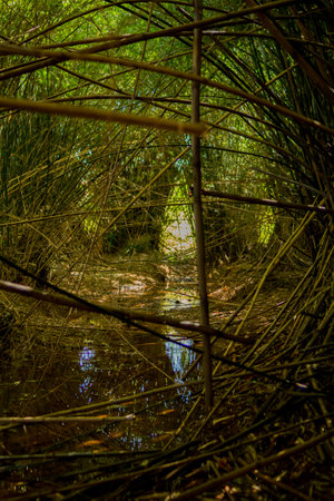 Thin bamboo forest with water below and a somewhat mysterious climateの写真素材