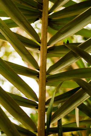 The photo looks to show the veins and contrast of the color of the leaf.の写真素材