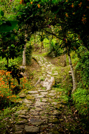 stone path in the middle of the vegetationの写真素材