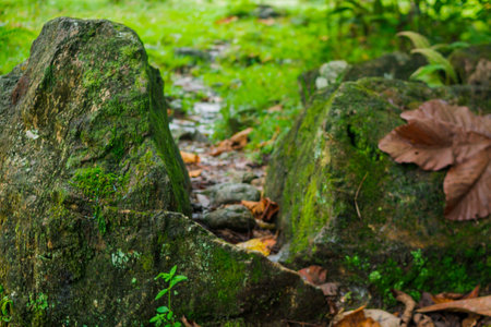 Natural images that form abstract scenarios that look like miniature pathsの写真素材