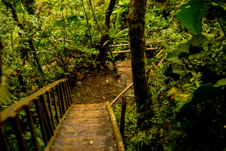 Wooden staircase in the jungle with some moss and vegetation behind it