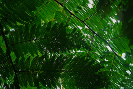 fern leaves in different shapes