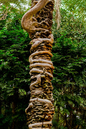 Roots that rise in tree, twisting its trunk