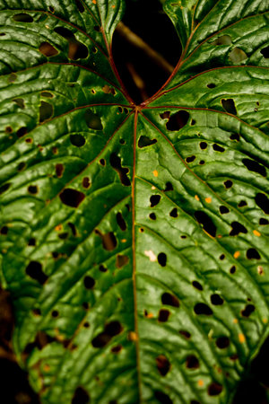 dry leaf texture. The photo looks to show the veins and contrast of the color of the leaf.