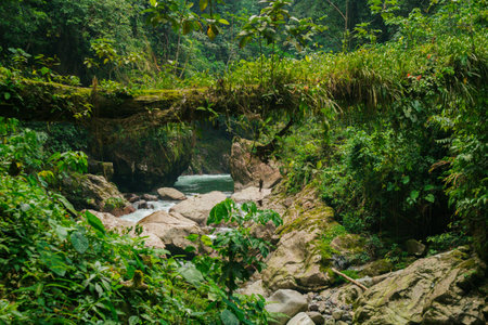 Water between stones and natural vegetation near a waterfallの写真素材